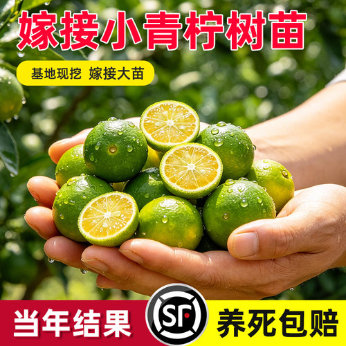 海南小青柠树苗带果香水柠檬树南方北方室内客厅金桔盆栽果树果苗