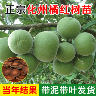 正宗化州橘红树苗嫁接正毛橘红黄毛橘红药用橘红树苗南北方种植