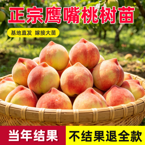 正宗广东连平鹰嘴桃苗红花嫁接鹰嘴蜜桃苗包成活桃树苗南北方可种