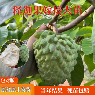 嫁接释迦树苗凤梨释迦苗大目释迦果树苗榴莲释迦树苗盆栽庭院种植