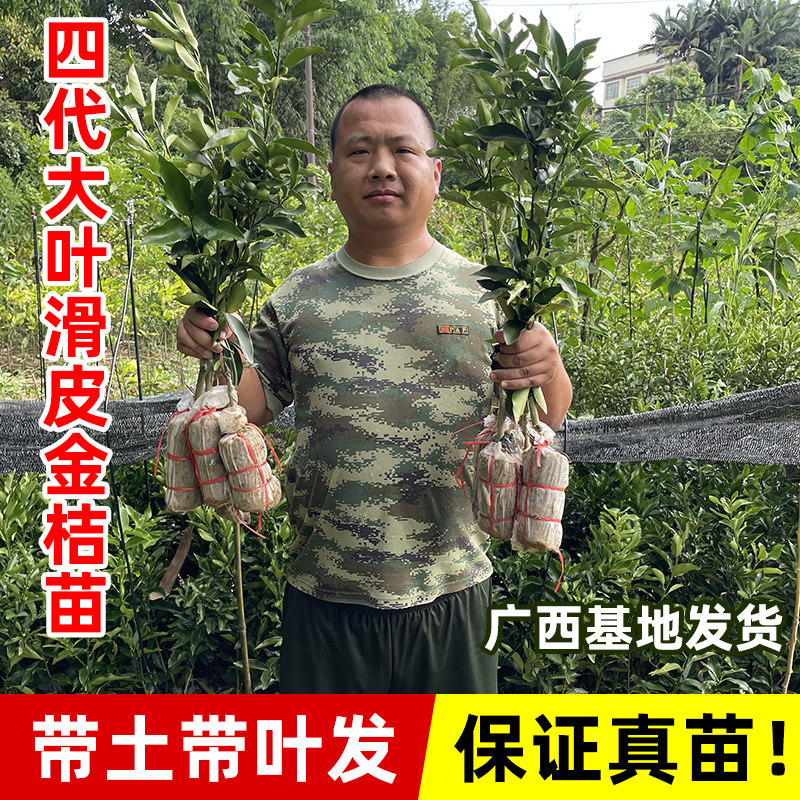 四季金桔树苗带果盆栽果树食用小金桔子苗脆皮金橘招财果室内植物
