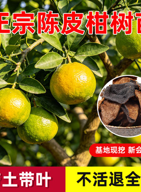 正宗新会陈皮树苗嫁接茶枝柑树苗制作普洱茶小青柑树苗可盆栽地栽