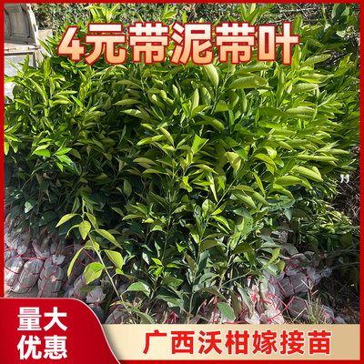 正宗沃柑树苗包成活死苗包赔