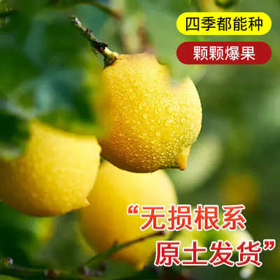 柠檬树苗四季结果易成活死苗包赔