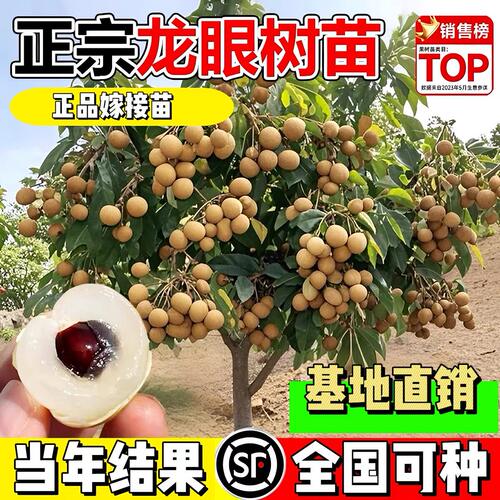 龙眼树苖嫁接盆栽水果树苗储良桂圆石硖南方四季种植地栽当年结果