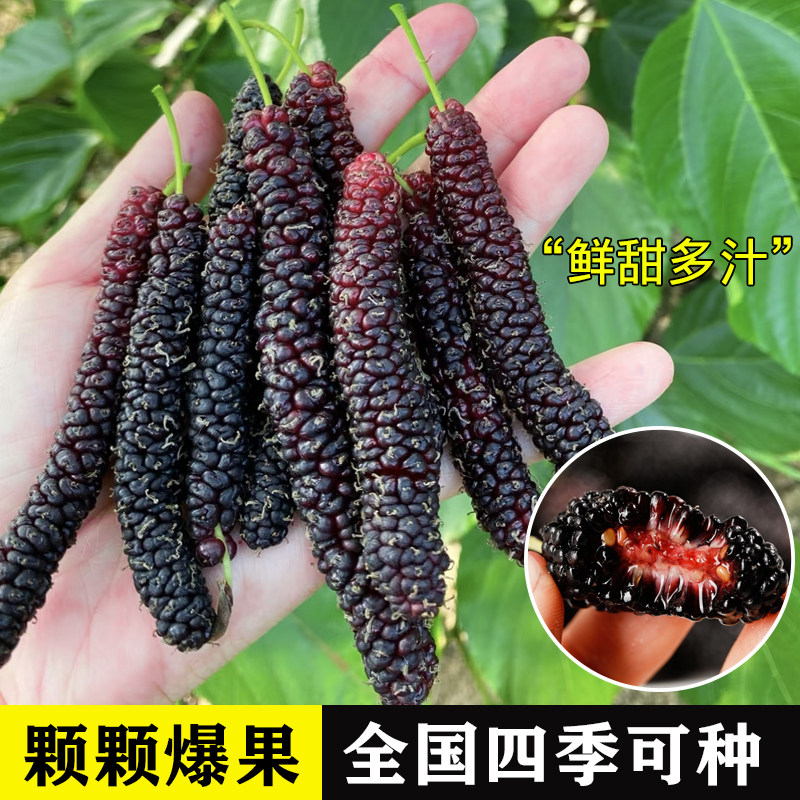 正宗四季台湾长果桑苗带果嫁接桑葚树苗无籽黑桑果树桑葚当年结果