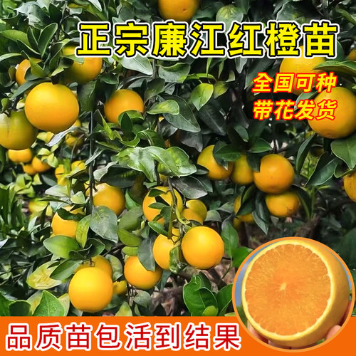 正宗广东红江橙果苗嫁接冰糖橙子树苗廉江红橙树苗可庭院盆栽地栽