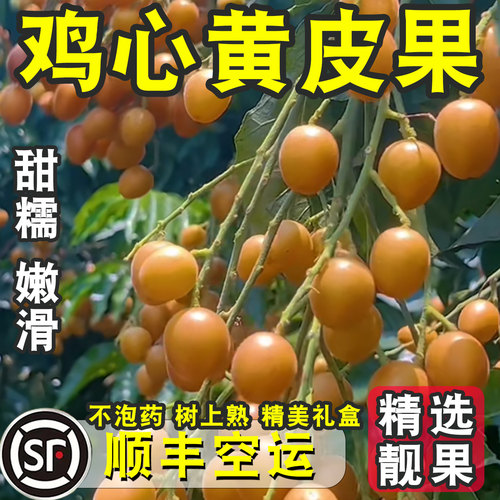 【正宗广东鸡心黄皮果】顺丰空运新鲜现摘靓果孕妇天然不泡药