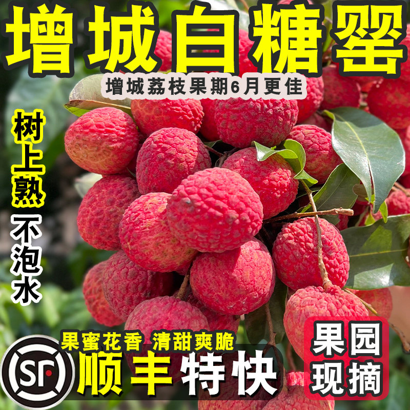 挂绿花城荔枝白糖罂顺丰包邮现摘