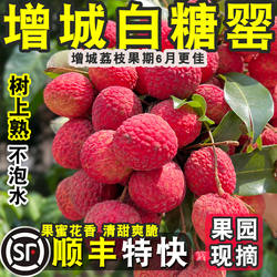 【正宗增城白糖罂荔枝】顺丰空运老树广东新鲜果水果现摘当季包邮