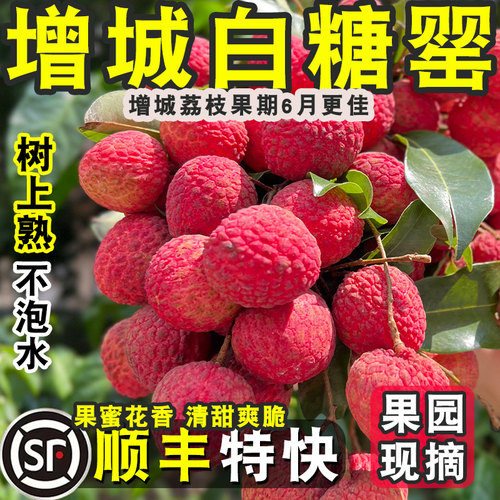 挂绿花城荔枝白糖罂顺丰包邮现摘
