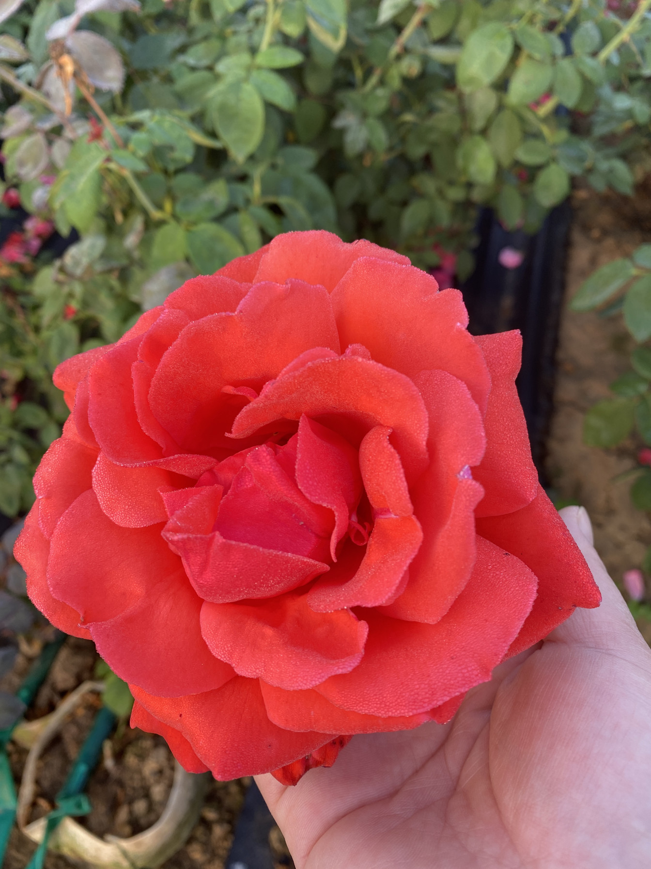 绯扇～大花月季花苗盆栽浓香型四