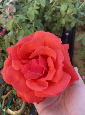 绯扇～大花月季花苗盆栽浓香型四季开花带土球发货南阳月季批发