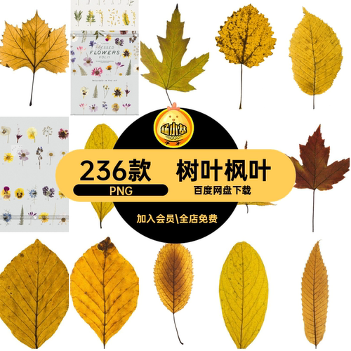 文艺干花PNG植物绿叶电子复古手花卉树叶美工枫叶扣236款素