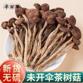 未开伞茶树菇正品 500g干货农家新货干香菇特产新菌菇可配虫草煲汤