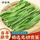 2025新货贡菜干优选农家自制新鲜免切苔干苔菜段响菜蔬菜火锅食材