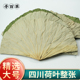 四川荷叶整张250g干荷叶叫花鸡糯米鸡木桶饭荷叶粥专用新鲜荷叶片