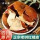 寻百草四川正宗老树红橘皮干陈皮中药材原料新货桔皮老橘子皮泡水