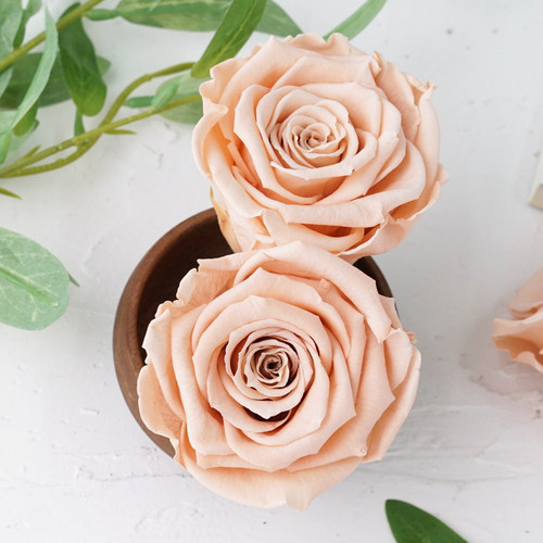 进口roseamor厄瓜多尔永生花PEA-