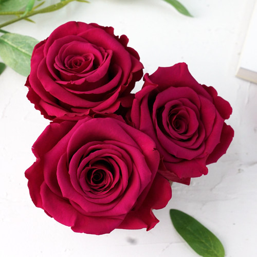 roseamor厄瓜多尔大号单朵永生花