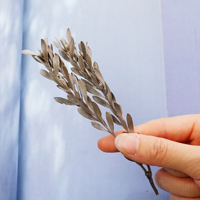 米兰02350 日本大地农园/进口永生花diy/保鲜花/干花/永生配叶