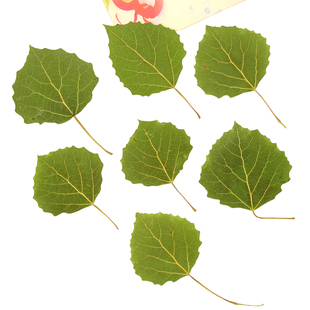 天然杨树叶 DIY手工制作教学植物标本粘贴画材料包压花干花叶子