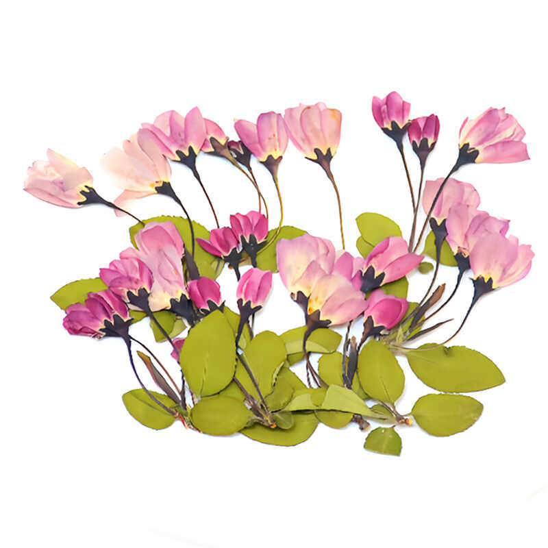 海棠压花标本 diy真干花幼儿园手工材料包天然植物书签相框粘贴画