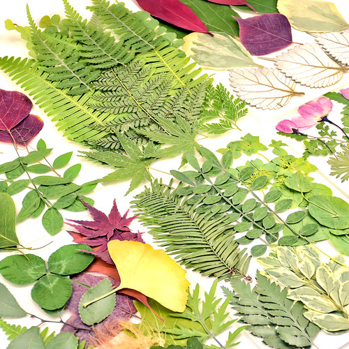 真树叶植物标本干花压花材料组合