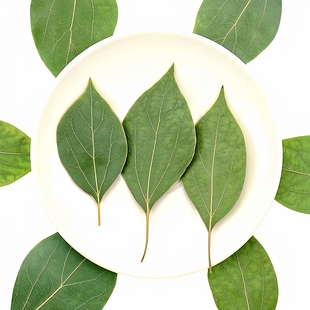 香樟叶子压花押花滴胶干花真植物标本天然树叶教学风干 diy手工
