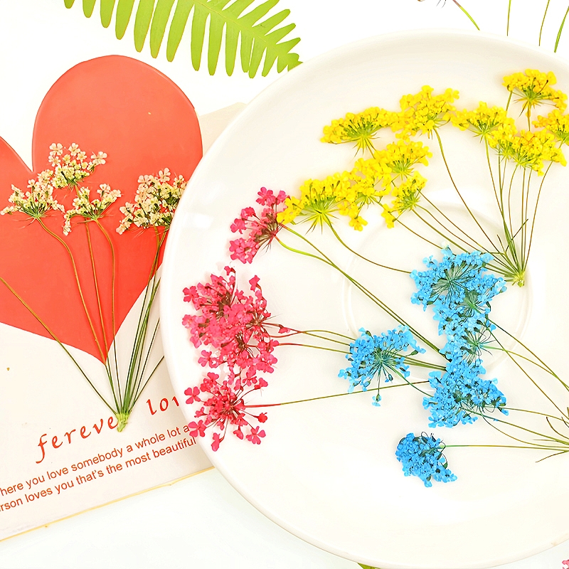 多头蕾丝花雪珠花压花干花标本