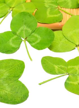 白车轴草干叶子植物标本 儿童手工diy书签粘贴画材料压花干花树叶