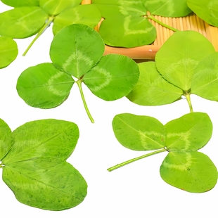 白车轴草干叶子植物标本 儿童手工diy书签粘贴画材料压花干花树叶