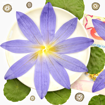 睡莲花瓣干花压花真植物标本