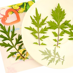 艾叶天然干花压花真树叶植物标本 手工diy粘贴画材料包幼儿园教学