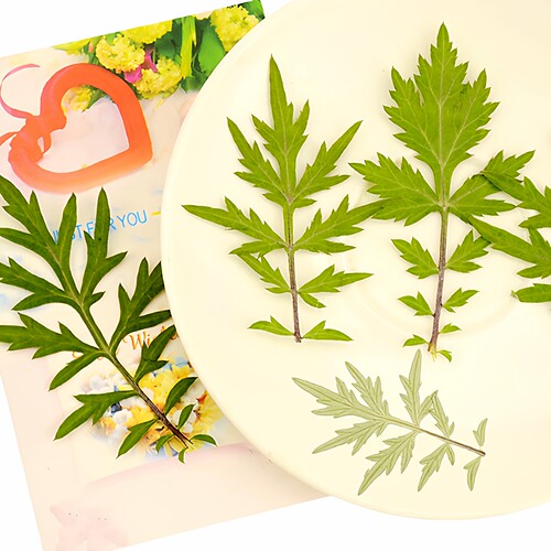 艾叶天然干花压花真树叶植物标本