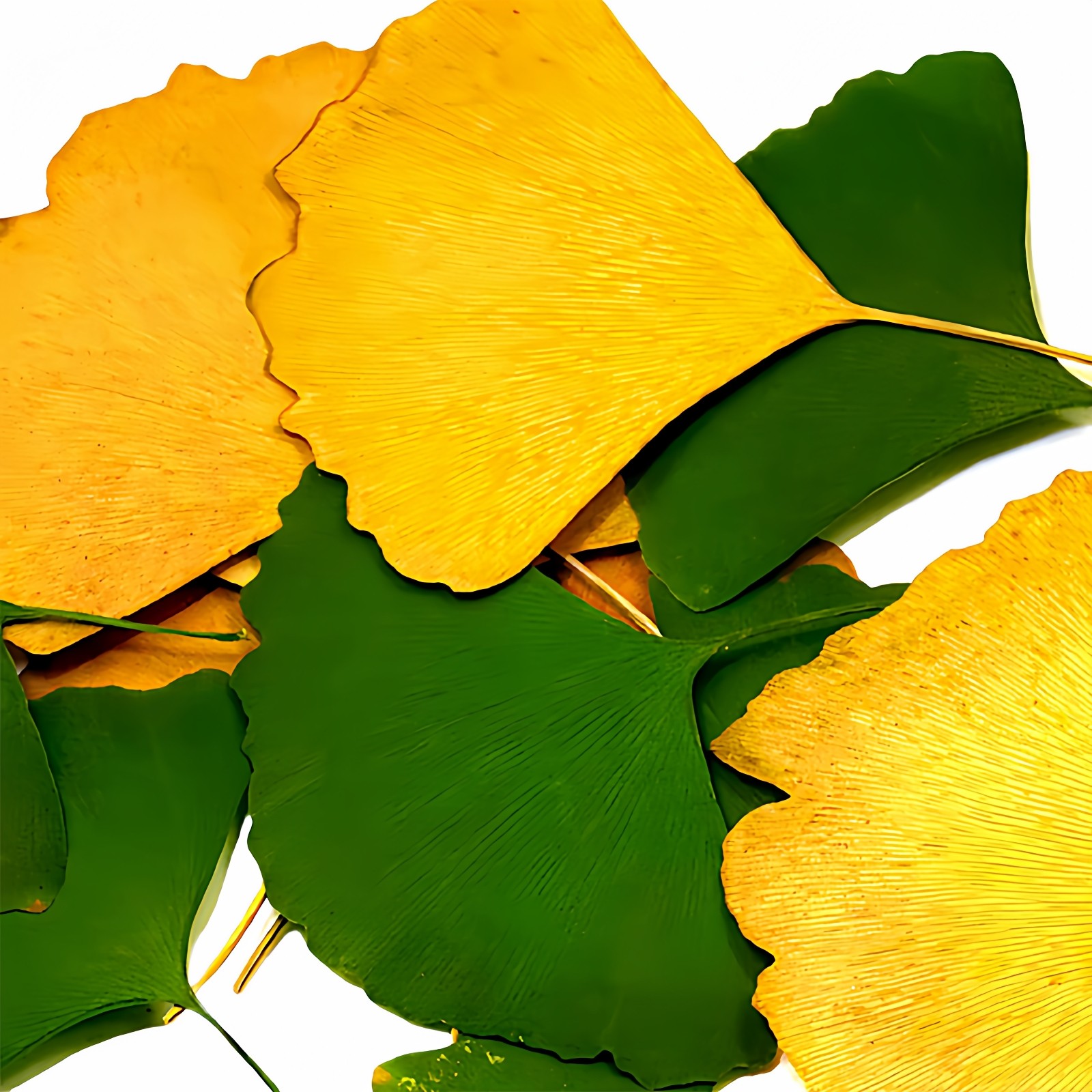 银杏叶 压花干花押花树叶粘贴画植物标本书签秋天黄色叶子落叶diy