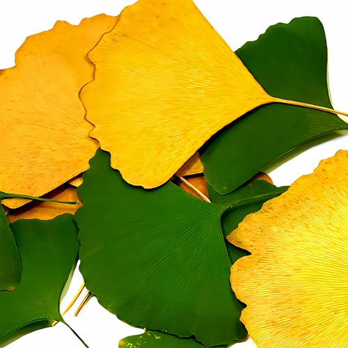 银杏叶书签植物标本干花平整叶子