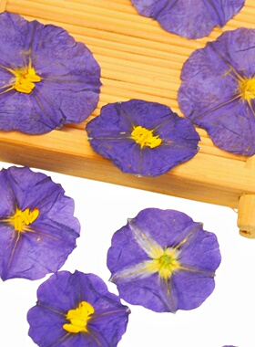 蓝花茄压花干花标本DIY花材