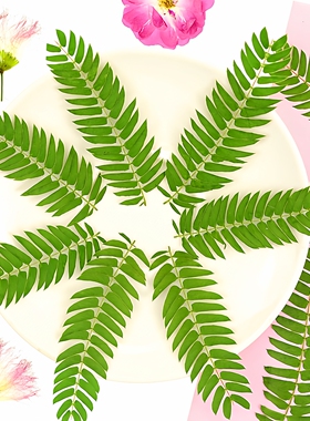 合欢叶干花植物标本压花树叶