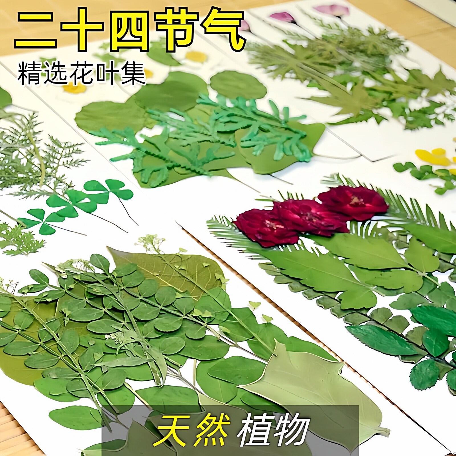 二十四节气树叶植物标本材料包 干花压花diy儿童手工春天贴画书签