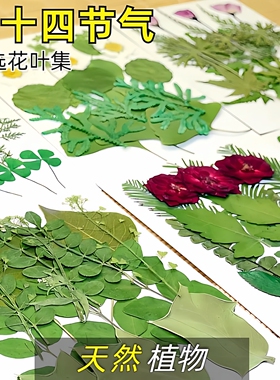 24节气绿叶组合包真树叶植物标本