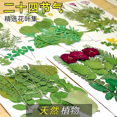 24节气绿叶组合包真树叶植物标本