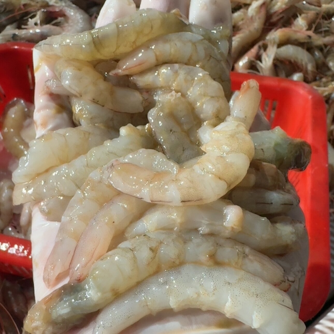 自家渔船海捕小麻虾仁，己去虾线活虾