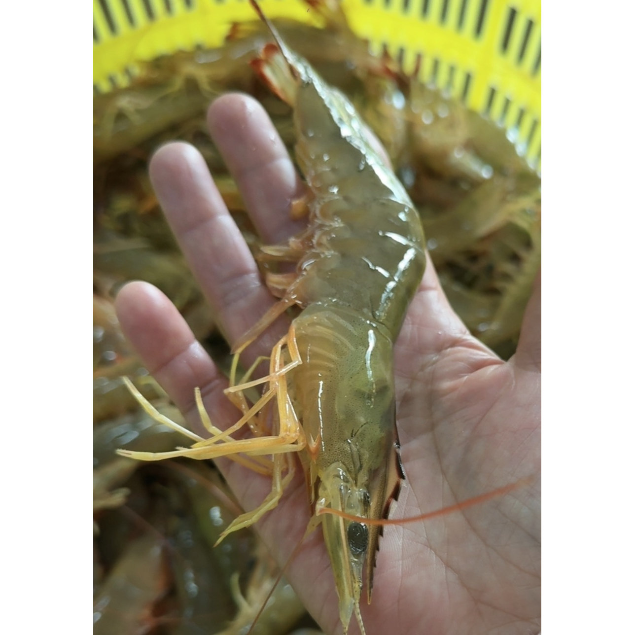 自家渔船海捕当季(明虾)十五只其它