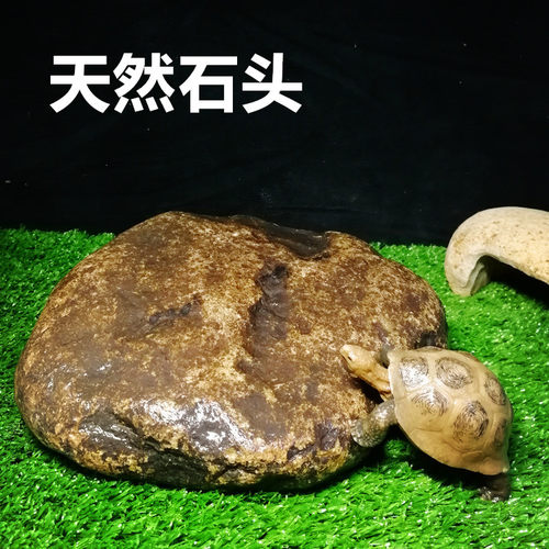 原生态天然溪石晒台乌龟守宫蜥蜴