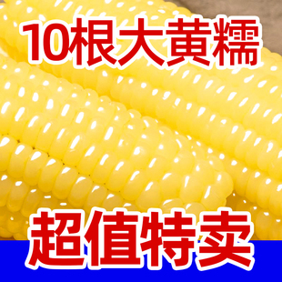 析芮东北有机新鲜黄糯玉米香嫩粒棒真空装低脂代餐主食官方旗舰店