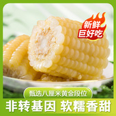 析芮新鲜甜糯玉米段真空装 包装 袋东北粘苞米2kg零食代餐