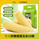 坏果包赔 析芮甜糯玉米棒10根真空新鲜粘黏白东北软糯香甜
