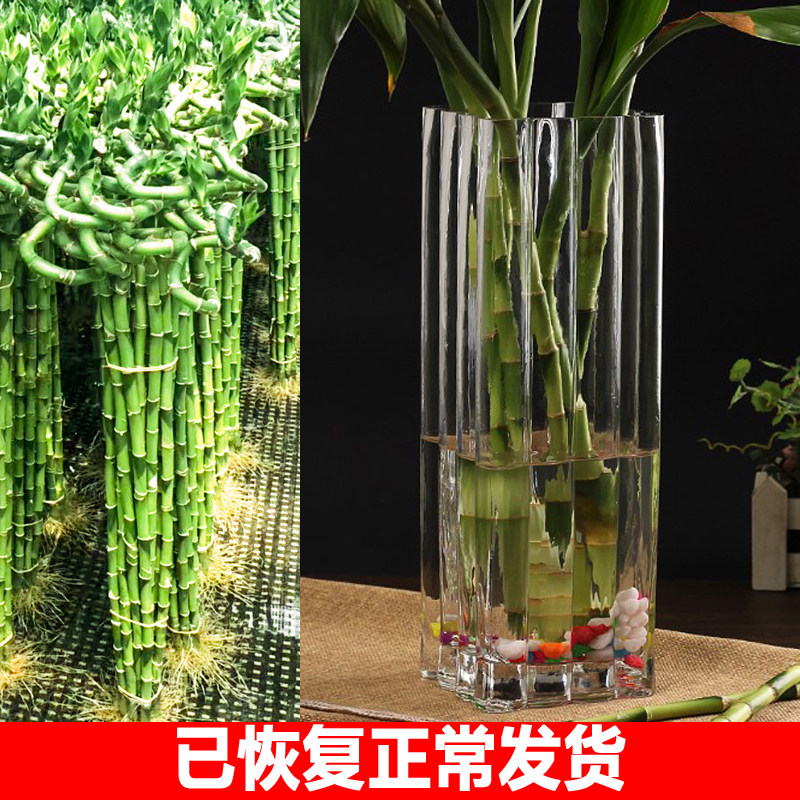 养富贵竹的玻璃花瓶观音竹转晕竹龙竹大号花器四方直筒落地摆件