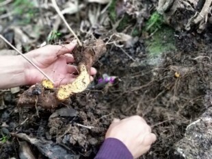 黄姜片 盾叶薯蓣 火头根人工切片自然晾晒产品 食用中药材200克